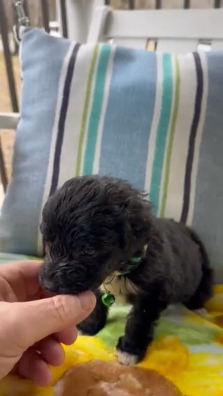 F1 Mini Pyredoodle Male Puppy in Crossville, Tennessee
