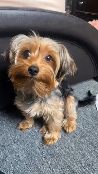 Yorkiepoo Silky in Newton, Massachusetts