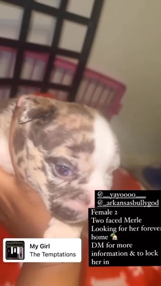 Chocolate Merle in Detroit, Michigan