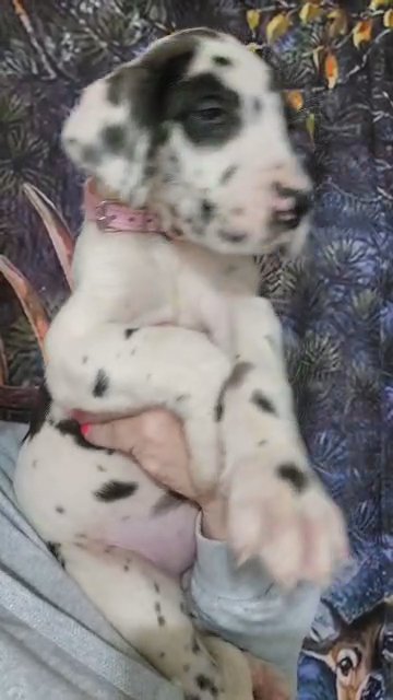harlequin great dane female in Cedar Falls, Iowa