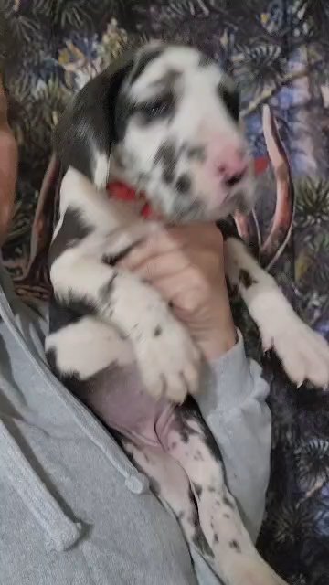 akc great dane harlequin in Cedar Falls, Iowa