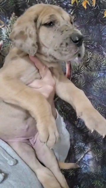 akc purple collar brindle merle in Cedar Falls, Iowa