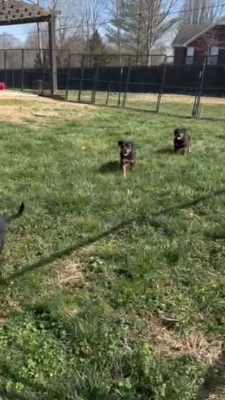 Rottweiler Puppies in Columbia, Tennessee