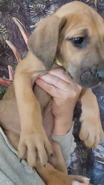 yellow collar fawn girl in Cedar Falls, Iowa