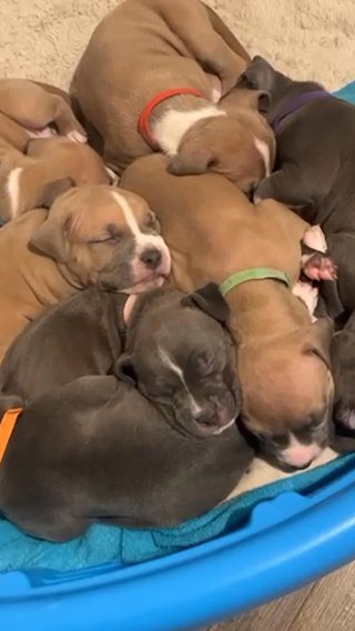 Pitbull Puppies For Sale in Phoenix, Arizona