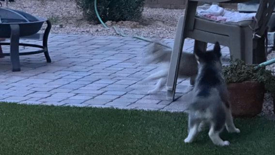 2 Pups Please Take Together in Tempe, Arizona