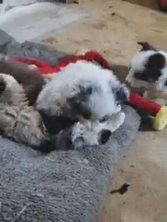 Mini/Toy aussie (blue eyes) in Memphis, Tennessee