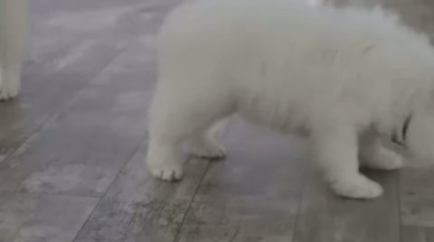 Samoyed Puppies in New York City, New York