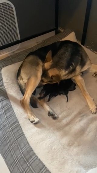 Doberman, German, Shepherd, Puppies in Fontana, California