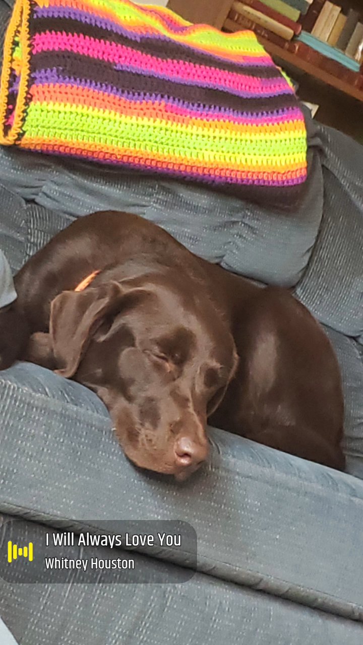 I need a new home gor stormy in Cheney, Washington