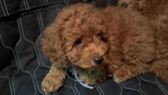 Micro Mini Goldendoodle in New York City, New York
