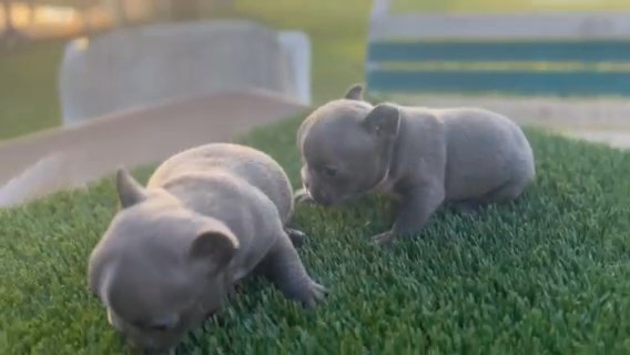 Blue French Bulldogs in Kissimmee, Florida