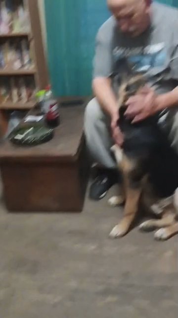 German Shepherd mix in Indianapolis, Indiana