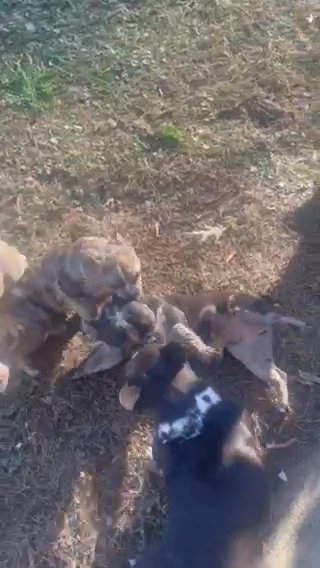 Black Merle Female Pet Home in Charleston, South Carolina