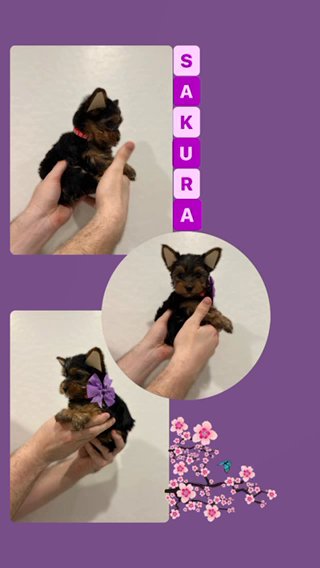Sakura the Yorkie in Surprise, Arizona