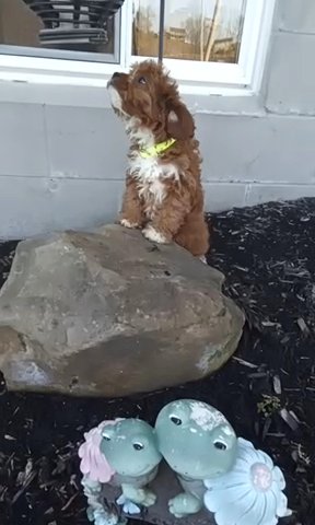 Cavapoos in Euclid, Ohio