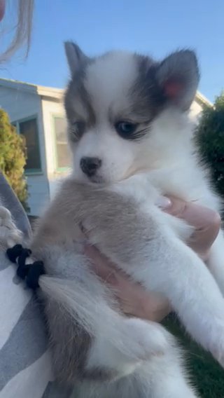 Raspberry in Los Angeles, California