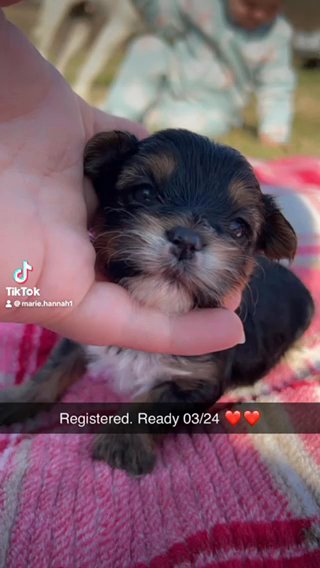 Teacup Boy in Cookeville, Tennessee