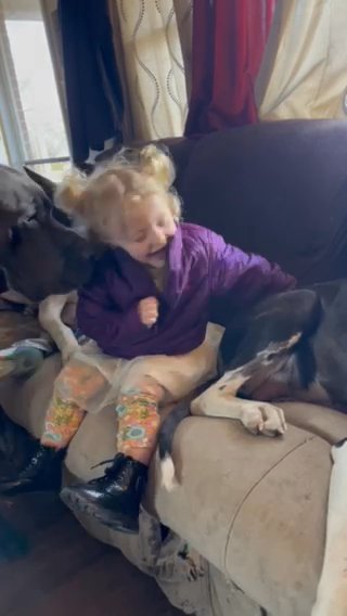Great Dane Babies On The Way!! in Washington, Indiana