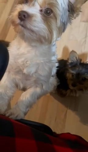 Yorkie Boy in Plano, Texas