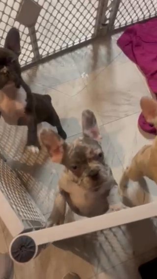French Bulldog in Fontana, California