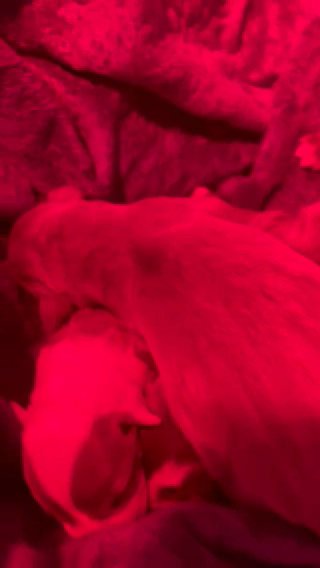 Tri XL American Bully Puppies Born 2/15‼️ in Huntsville, Alabama