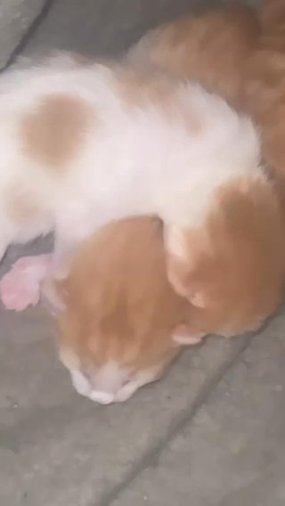 free kittens in Fort Smith, Arkansas
