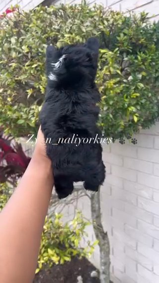 Yorkie Boy in North Lauderdale, Florida