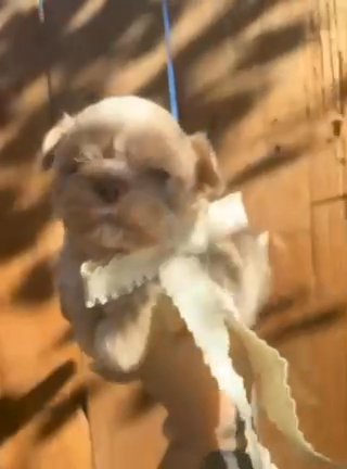 Imperial Shih Tzu in Madera, California