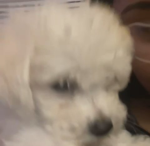 Bichon Frisé Puppy in Auburn, Washington