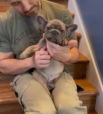 AKC Registered French Bulldog (RUFUS) in Wilmington, Ohio