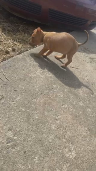 Pitbull in Shepherdsville, Kentucky