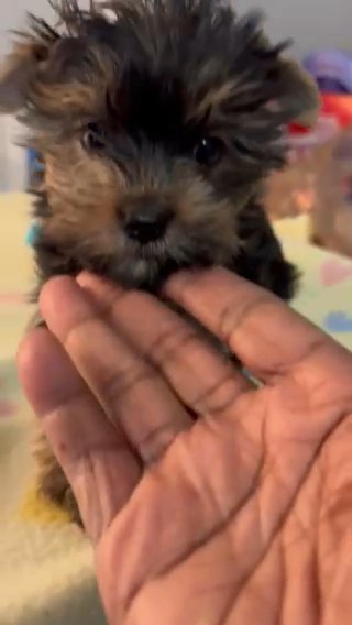 8 Week Old Traditional Female yorkie in Middletown, Delaware