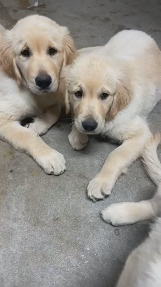 Golden Girls in Los Angeles, California