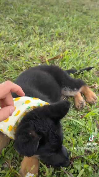 German Shepherd in Miami, Florida