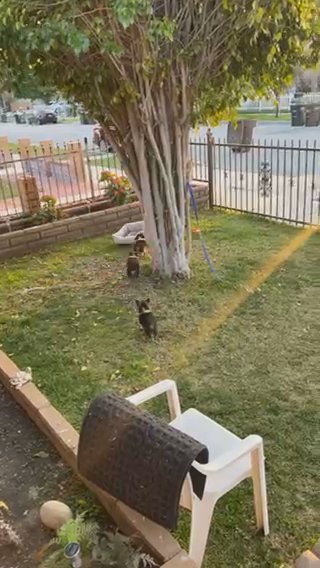 Corgi Puppies in Colton, California