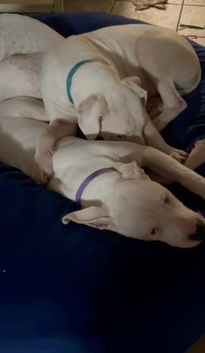 Charlie  (DOGO ARGENTINO) Additional Cost For Papers in Tavares, Florida