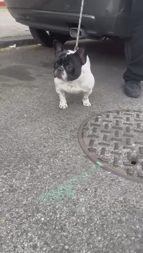 Open For Stud in Philadelphia, Pennsylvania