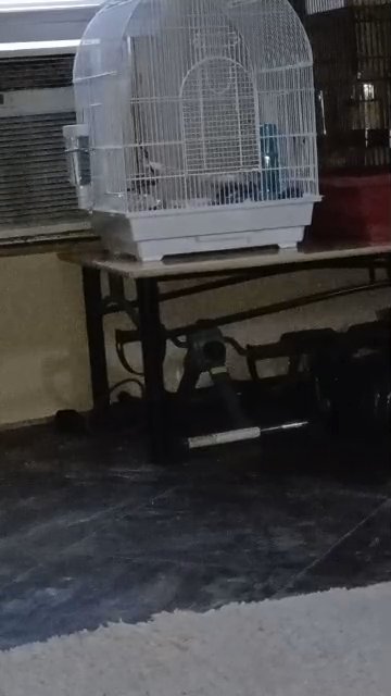finches for sell in Lexington, South Carolina
