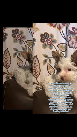 SOLD—AKC Male Chocolate Parti Yorkie in Boone, North Carolina