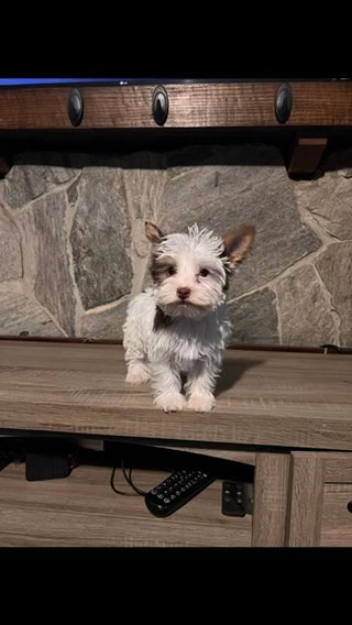 SOLD—AKC Chcolate Parti Yorkie in Boone, North Carolina