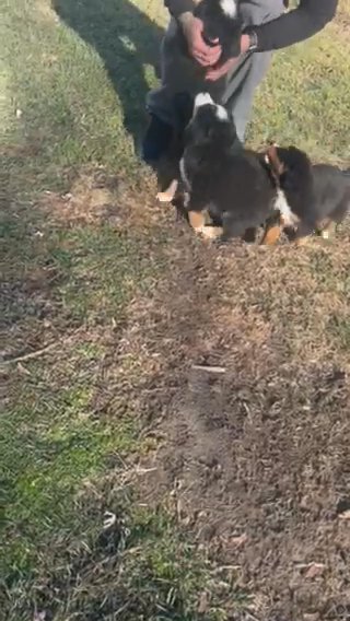 Bernese Mountain Puppies in Indianapolis, Indiana