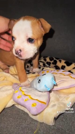 baby girl for sale in Woodbridge (Township), New Jersey
