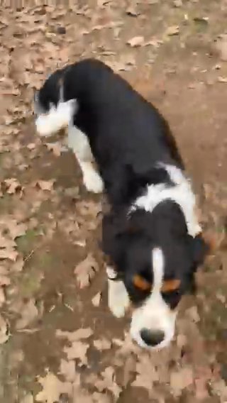 Male Cavalier in Sand Springs, Oklahoma