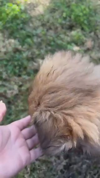 Chow Chow Pups in Los Angeles, California