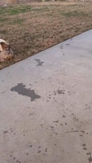 Quality English Bulldogs For Sale in Houston, Texas
