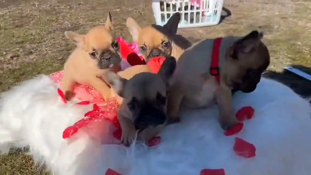 Beautiful Fluffy Carrier Frenchies in Philadelphia, Pennsylvania