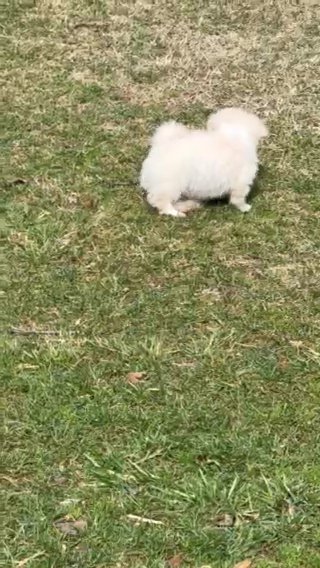 Shihpoo Males in Salisbury, North Carolina