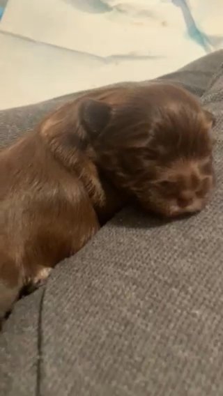 Chocolate Yorkie Female in Waco, Texas