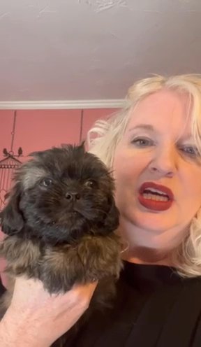 CKC Shih Tzu in Raleigh, North Carolina